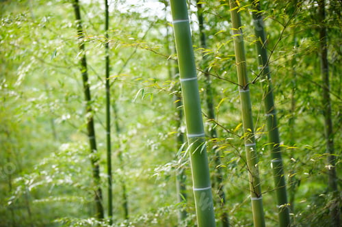 Preview: Green Bamboo Forest In China