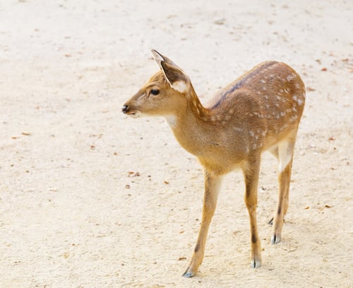 Preview: Female roe deer