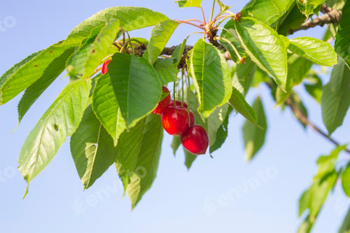 Vista previa: Cherry branch with ripe cherries on it