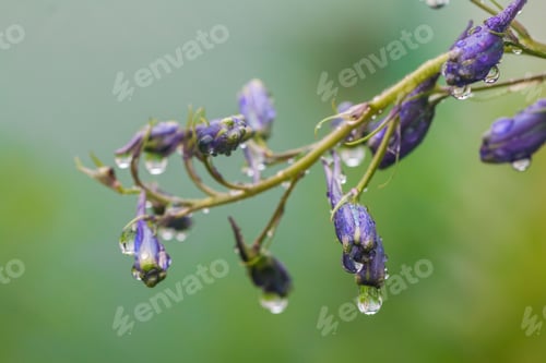 Preview: Larkspur flowers, Delphinium elatum