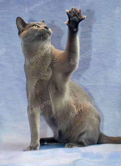 Preview: Burmese cat with paw raised