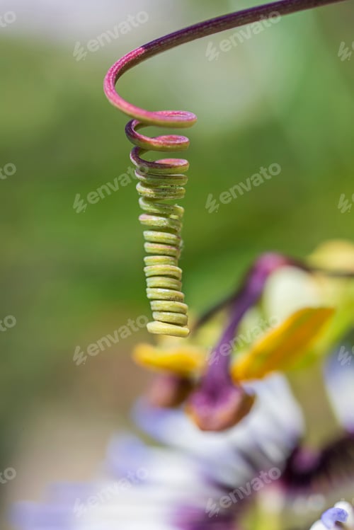 Preview: The spiral