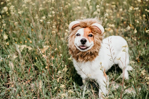Visualização: lindo cachorro Jack Russell vestindo fantasia de leão na cabeça. Cachorro feliz na natureza no prado de flores amarelas