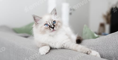 Preview: White ragdoll puppy on the sofa