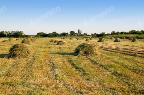 Preview: Agricultural landscape with sheafs of hay