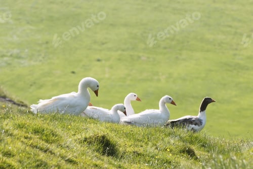 Preview: White and gray domestic geese in green grass