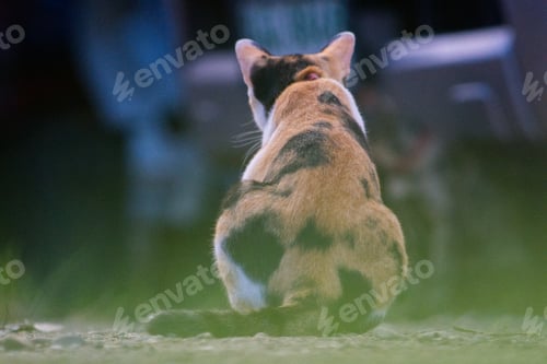 Preview: cat kitten cute beautiful animal happiness hug looking play pet