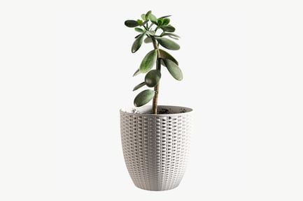 Preview: Potted Money Tree in White Wicker Pot