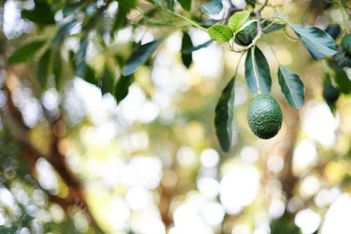 Preview: Fresh avocado dangling from a tree