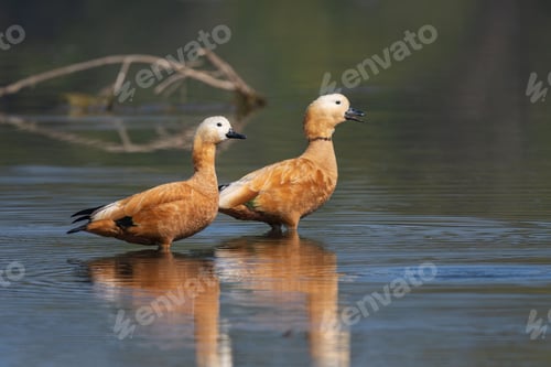 Preview: Ruddy shelducks standing in calm water, reflecting the serene natural environment