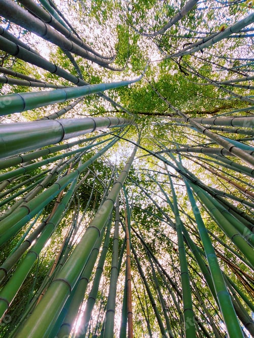 Preview: bamboo trees, view from below