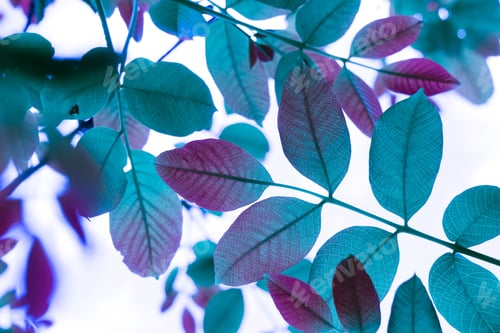 Vista previa: Vibrant array of colorful leaves dangling from tree branches against a bright sky