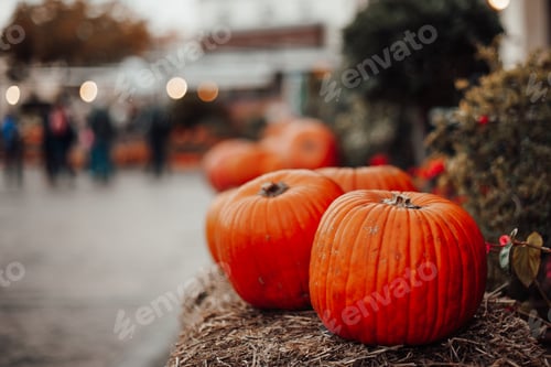 Preview: Pumpkins for sale at an outdoor market in autumn season