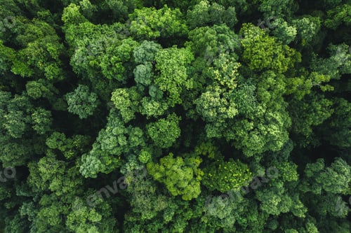 Vista previa: Aerial view of dark green forest with misty clouds