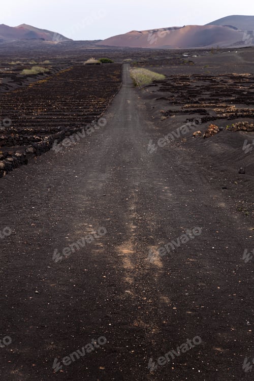Preview: path between vines growing in volcanic land