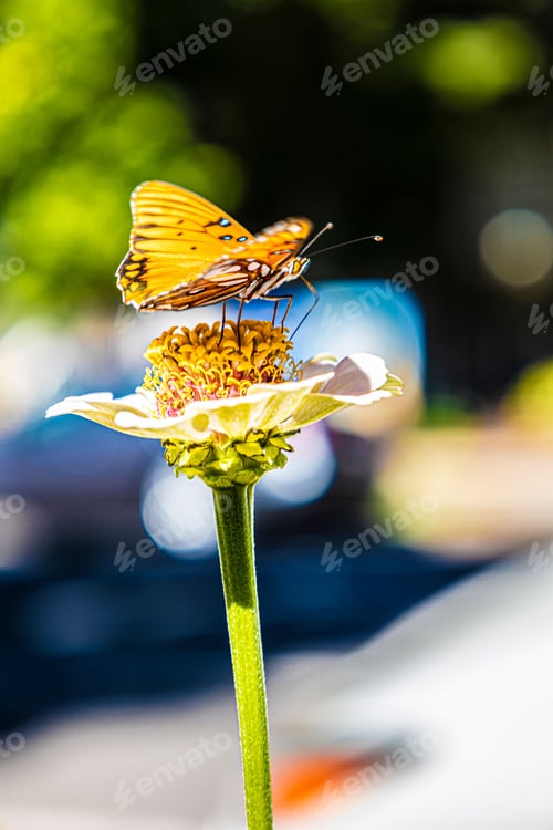 Preview: Butterfly perched upon a flower in Midtown Sacramento, CA