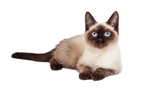 Preview: Siamese Kitten Laying Lookign Forward