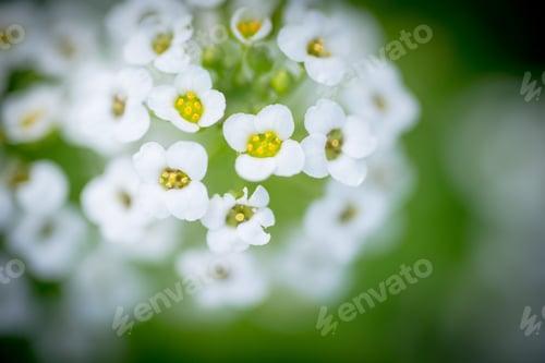 Preview: White Alyssum Flower with green background