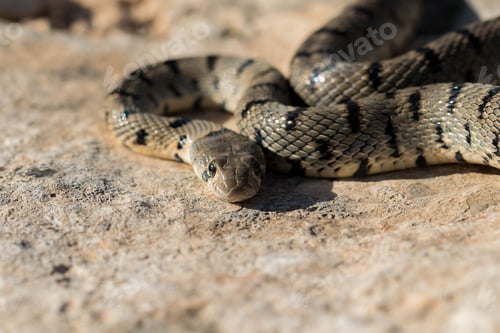 Preview: An Algerian Whip Snake, Hemorrhois algirus, found on the Island of Malta, there known as Serp Ahdar
