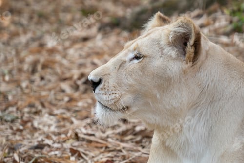Preview: female african lion relax and lay down on the ground