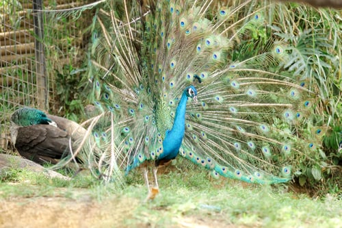 Preview: Elegant Peacock