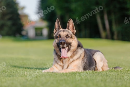 Preview: East European Shepherd dog on the walk. Active East European Shepherd dog enjoying outdoor playtime