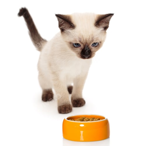 Preview: Adorable Kitten Investigates Bowl of Food on White
