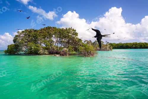 Preview: Frigatebirds and Mangroves
