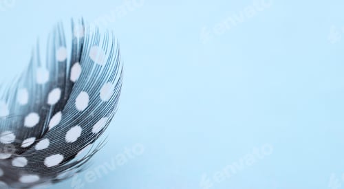 Preview: Quail feather close-up on a blue background.Copy space.