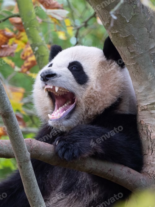 Preview: Cute panda bear on a green tree. France