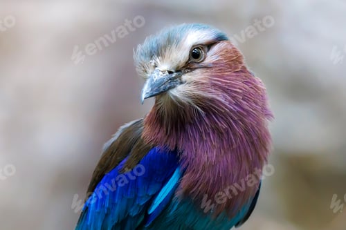 Preview: close up portrait of a lilac-breasted roller (Coracias caudatus) at habitat