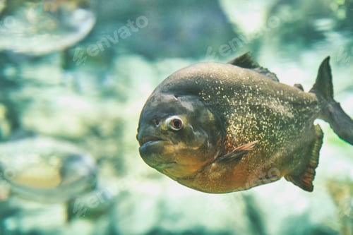 Preview: Portrait of piranha, freshwater fish living in aquarium. In nature, active and ferocious predator.