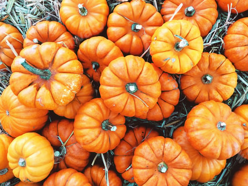 Preview: Mini orange pumpkin patch