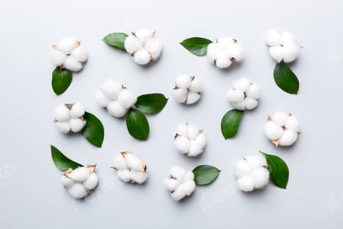Preview: Autumn Floral Flat lay background composition Dried white fluffy cotton flower branchwith green leaf