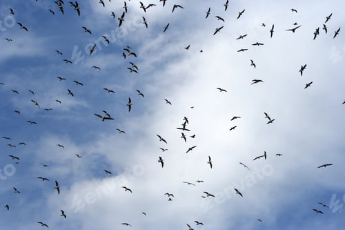 Vorschau: Voller Flug, Möwe, Menschenmenge, blauer Himmel