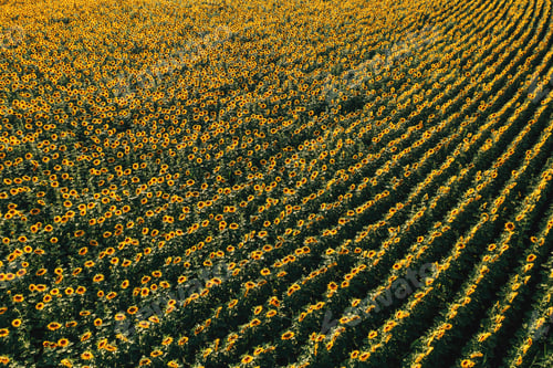 Preview: High angle view of blooming sunflower plantation field from drone point of view