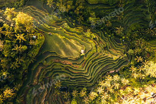 Preview: Aerial drone view of Tegallalang Rice fields terraces in Ubud, Bali, Indonesia