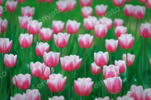 Preview: Tulips