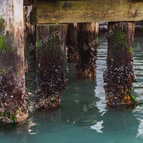 Preview: Wooden piles with seashells in narrow water canal in Venice