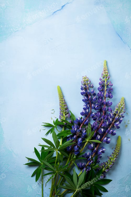 Preview: Bouquet of simple blue flowers. Still Life with Lupine. Selective focus.Top view.Copy space