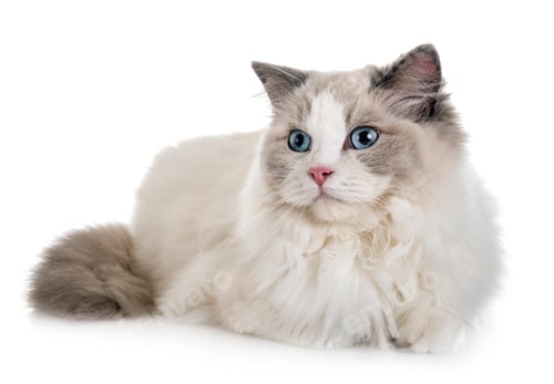 Preview: ragdoll cat in studio