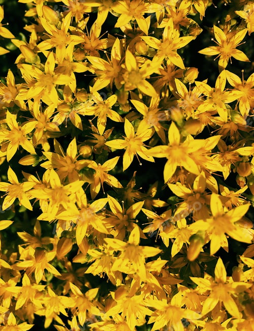 Preview: Yellow flowers