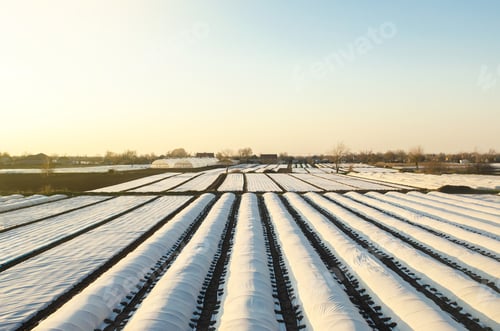 Preview: Small greenhouses in the field