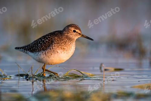 Preview: Wood sandpiper standing in water in summertime nature