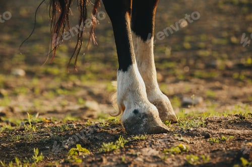 Preview: Close-up of the hooves of an unshod horse.