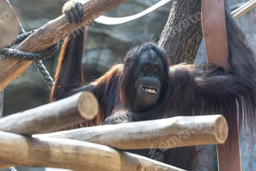 Preview: Funny monkey with a funny smile in the zoo.