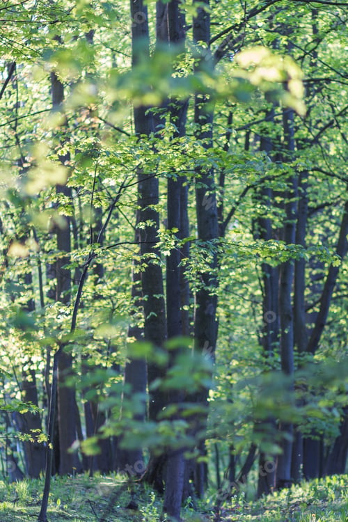Preview: trees in the park