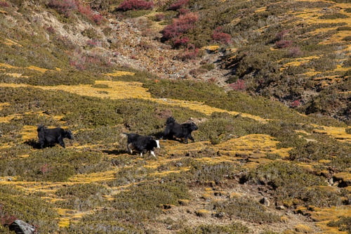 Preview: Black yaks graze high in the mountains.