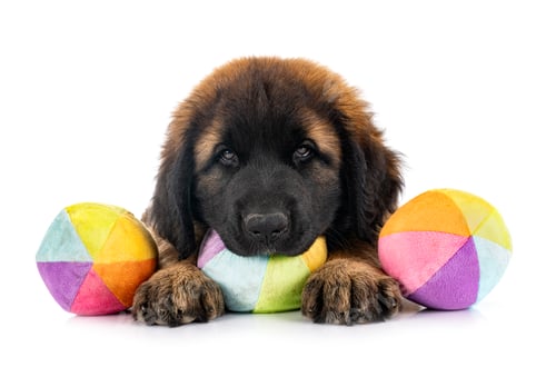 Preview: puppy Leonberger in studio