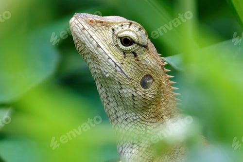 Visualização: Close-up of an oriental garden lizard (Calotes versicolor) in green grass